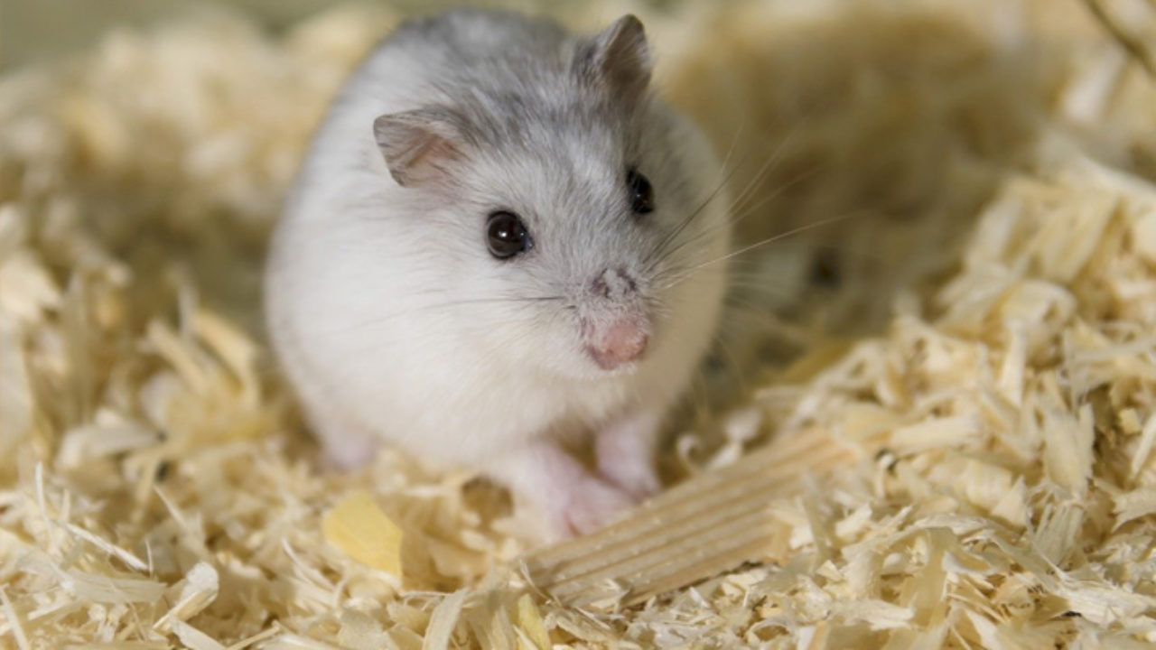 como-criar-um-hamster-pet-1280x720.jpg