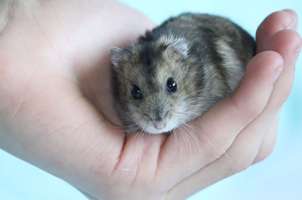 small-hamster-being-held_1024x1024.png