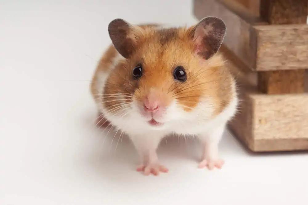 Hamster.webp.jpg