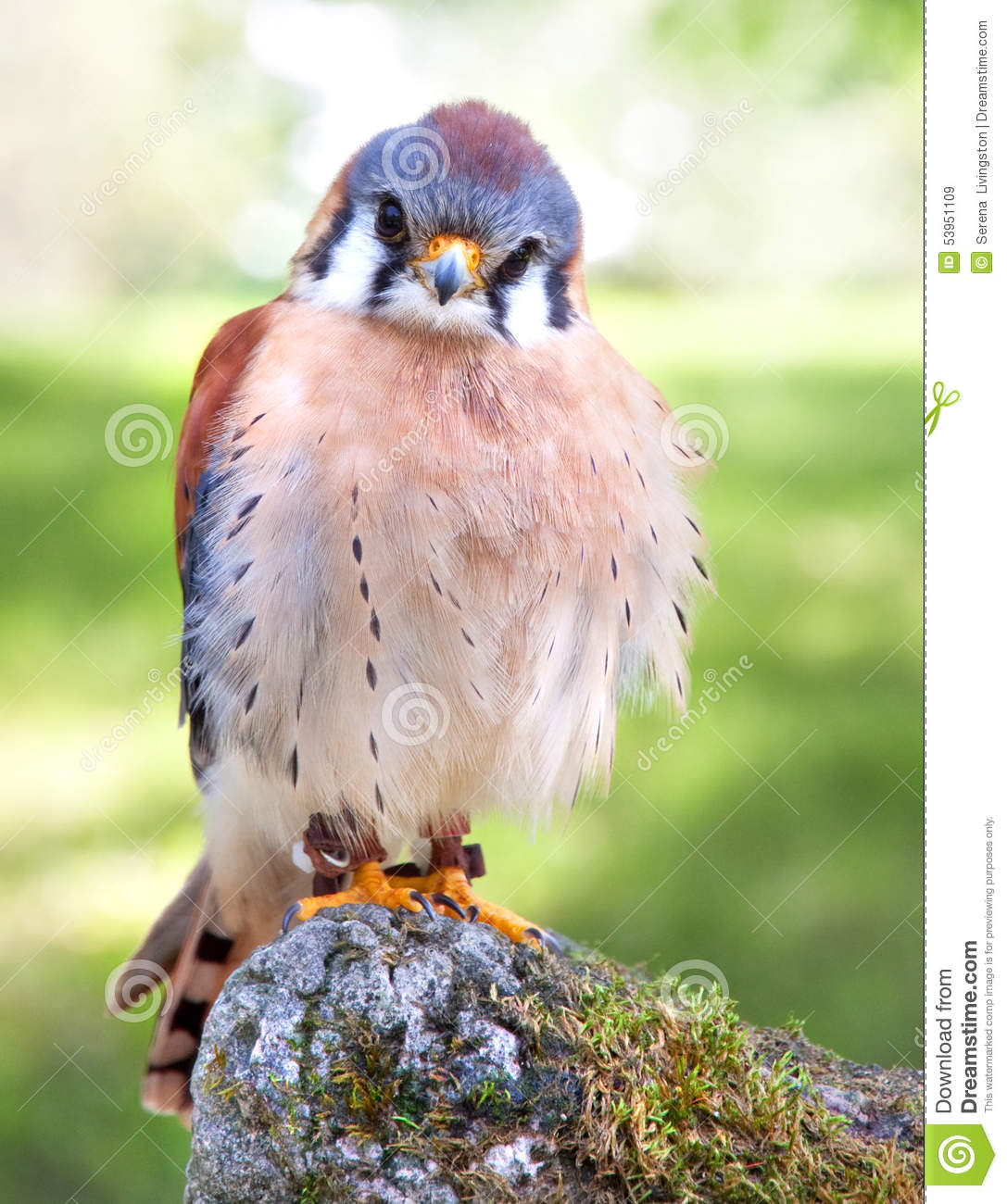 american-kestrel-male-perched-rock-53951109.jpg