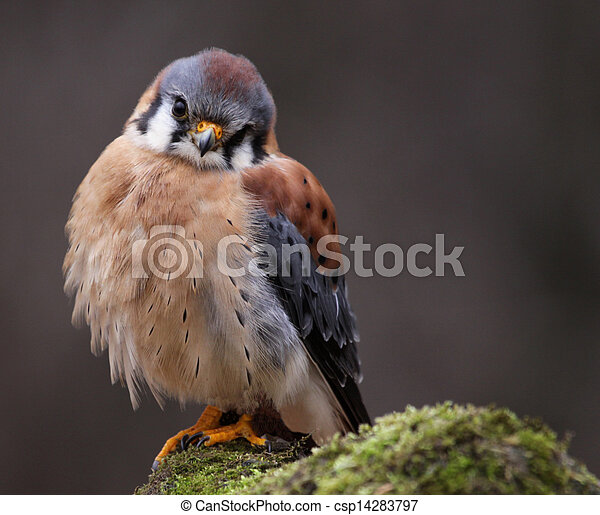 a-cute-little-american-kestrel-falco-stock-photograph_csp14283797.jpg