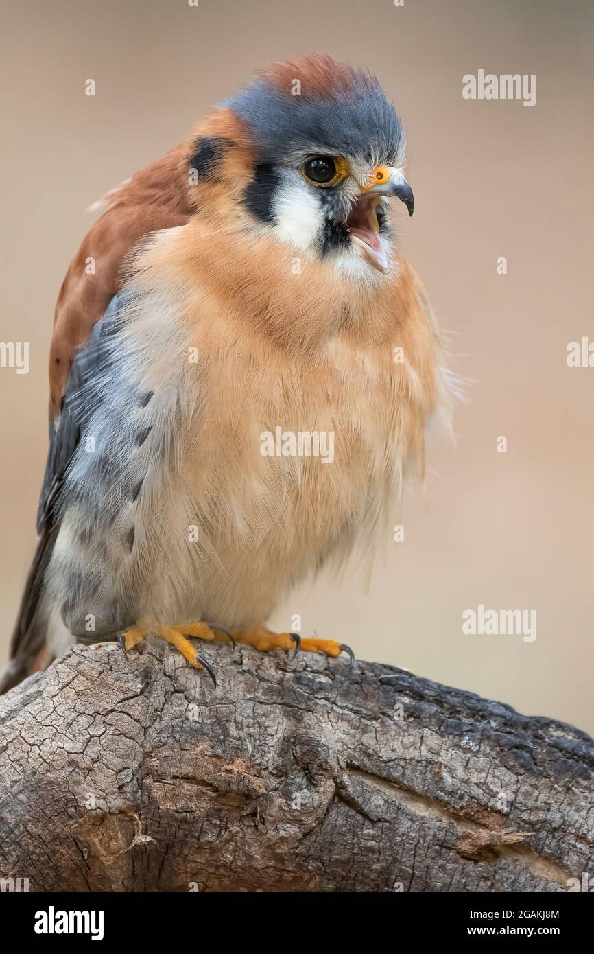 american-kestrel-calling-male-2GAKJ8M.jpg