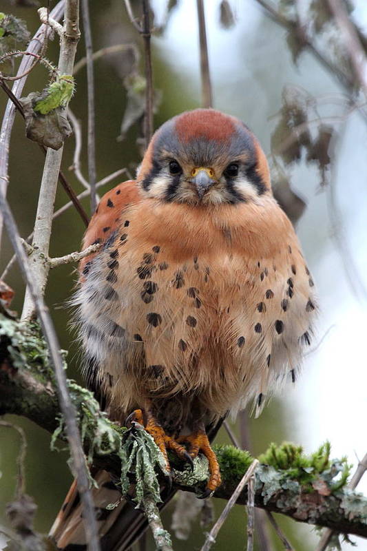 american-kestrel-angie-vogel.jpg