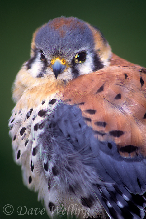 553713017-american-kestrel-falco-sparverius-captive.jpg