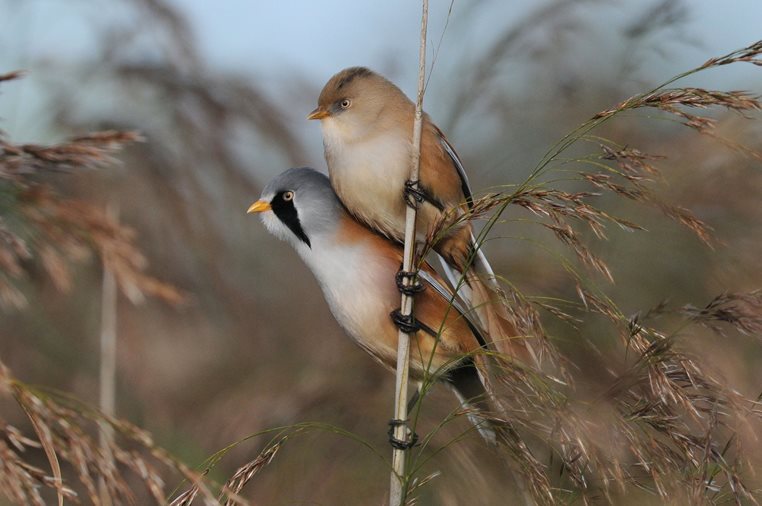 Bearded-tits,-Strumpshaw-Fen,-Nick-Appleton,-25-September-2015.jpg