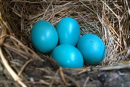 robin-eggs-5aba998e1f4e130037d2c375.jpg